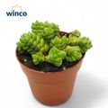 Crassula columella