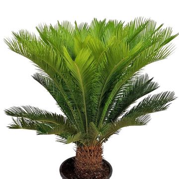 Cycas revoluta