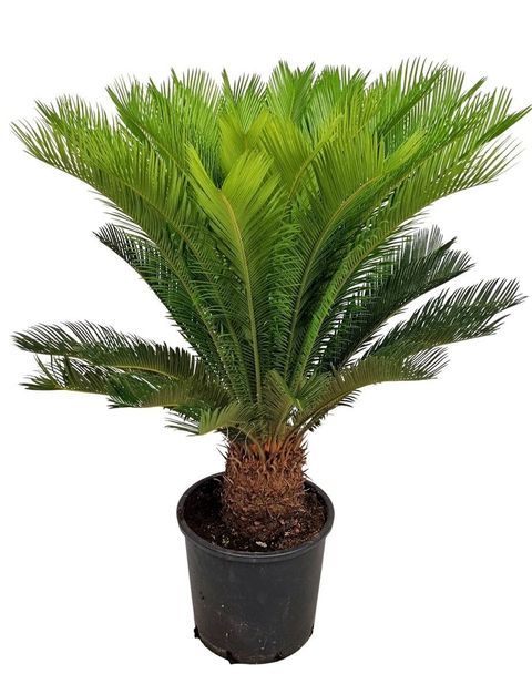 Cycas revoluta
