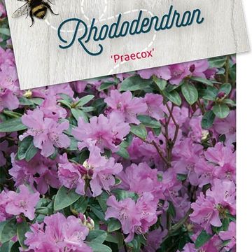 Rhododendron 'Прекокс'