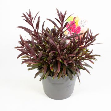 Gaura lindheimeri MIX