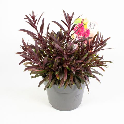Gaura lindheimeri MIX