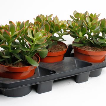 Crassula ovata 'Sunset'