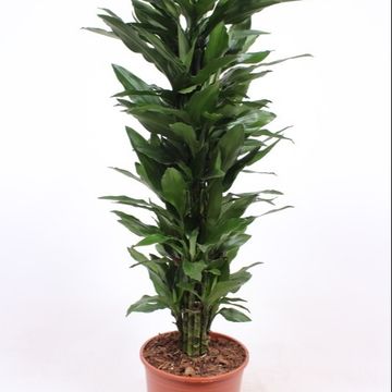 Dracaena fragrans 'Janet Lind'