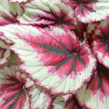 Begonia BELEAF EVENING GLOW