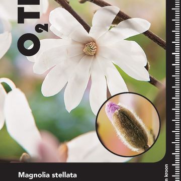 Magnolia stellata