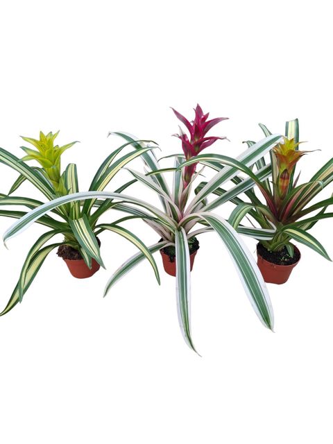 Guzmania MIX