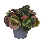 Begonia cleopatrae