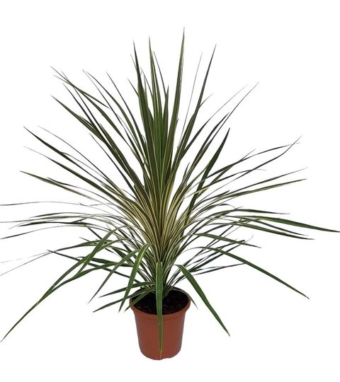 Cordyline indivisa 'Variegata'