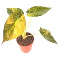 Alocasia wentii 'Variegata'
