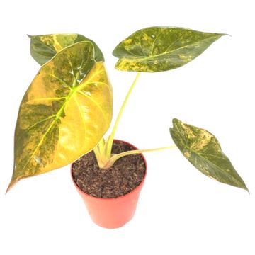 Alocasia wentii 'Variegata'