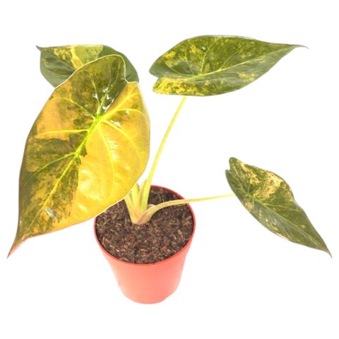 Alocasia wentii 'Variegata'