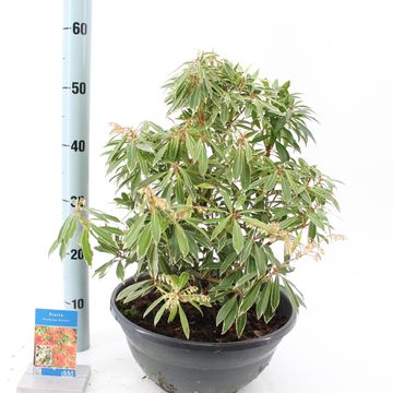 Pieris 'Flaming Silver'