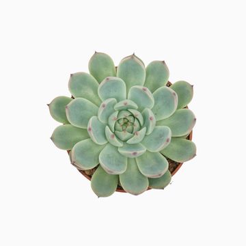 Echeveria parva x lindsayana