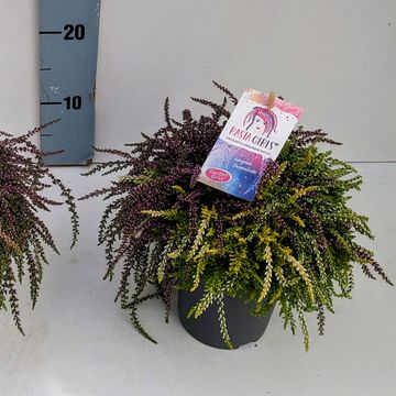 Calluna vulgaris RASTA GIRLS MIX IN POT