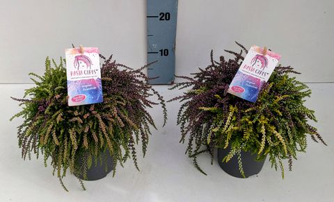 Calluna vulgaris RASTA GIRLS MIX IN POT