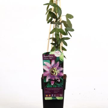 Passiflora 'Lavender Lady'