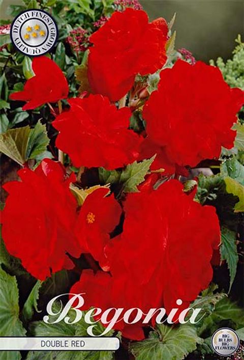 Begonia DOUBLE RED