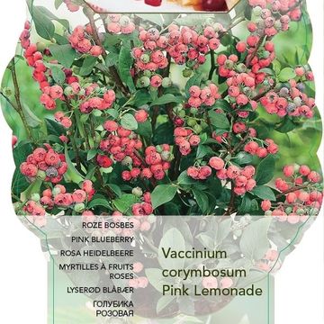 Vaccinium corymbosum 'Pink Lemonade'
