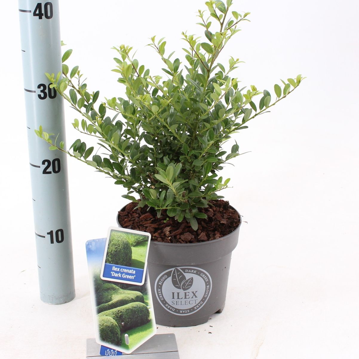 Ilex crenata DARK GREEN — Plant Wholesale FlorAccess