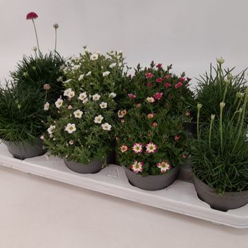 Plantes vivaces MIX