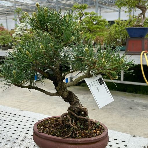 Pinus parviflora