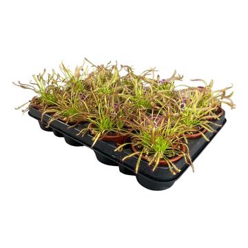 Drosera capensis MIX