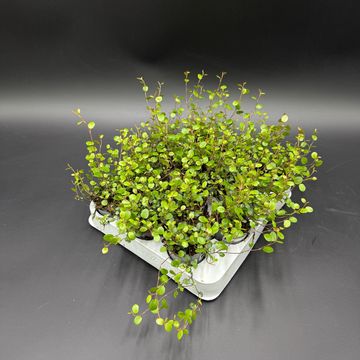Muehlenbeckia complexa