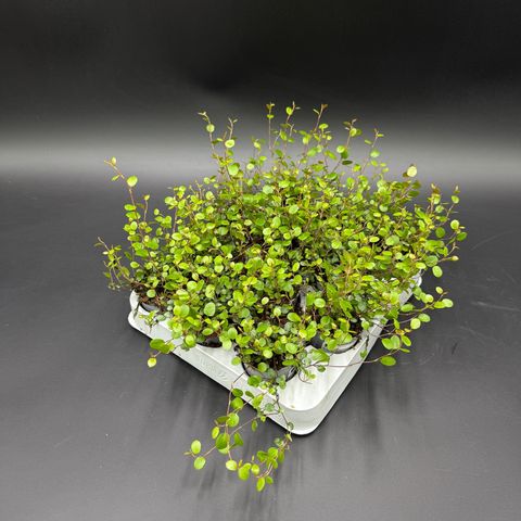 Muehlenbeckia complexa