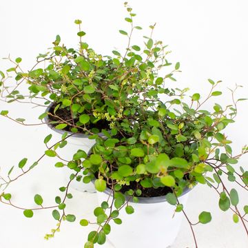 Muehlenbeckia complexa