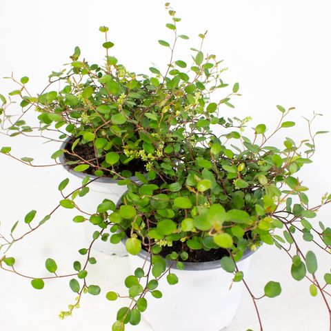 Muehlenbeckia complexa