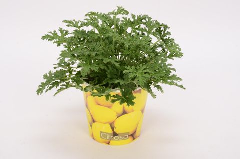 Pelargonium citrosum