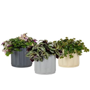 Houseplants MIX