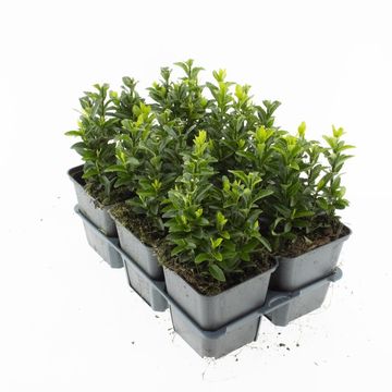 Euonymus japonicus 'Green Spire'