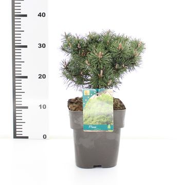 Pinus mugo 'Mops'