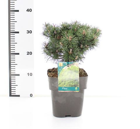 Pinus mugo 'Mops'