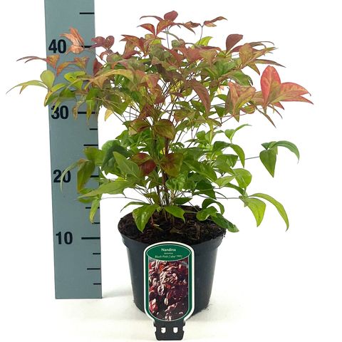 Nandina domestica BLUSH PINK