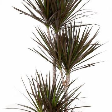 Dracaena marginata 'Magenta'