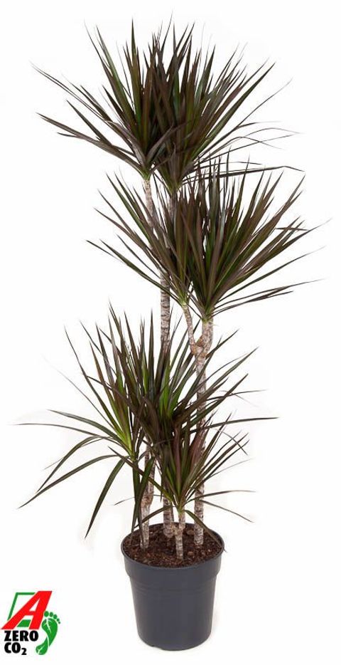 Dracaena marginata 'Magenta'