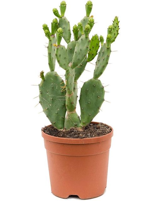 Opuntia vulgaris