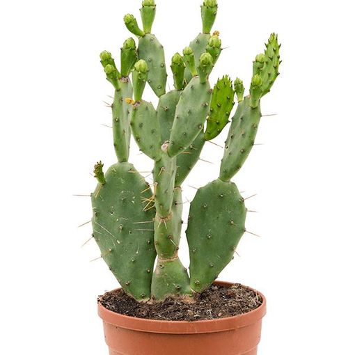 Opuntia vulgaris