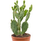 Opuntia vulgaris