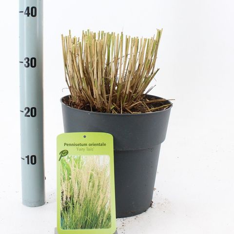 Pennisetum 'Fairy Tails'