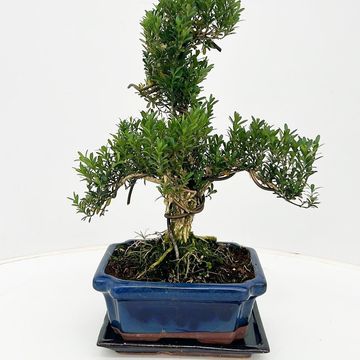 Buxus harlandii
