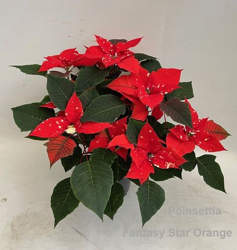 Euphorbia pulcherrima FANTASY STAR ORANGE