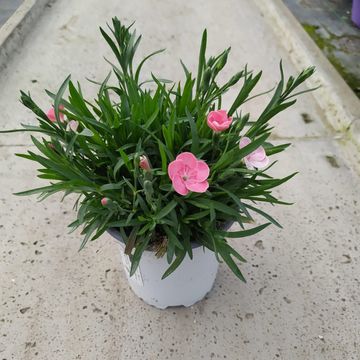 Dianthus DIANTICA PEACH PARTY