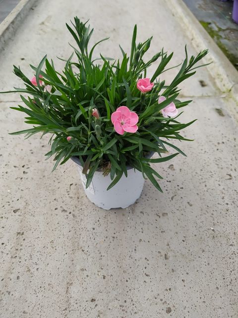 Dianthus DIANTICA PEACH PARTY