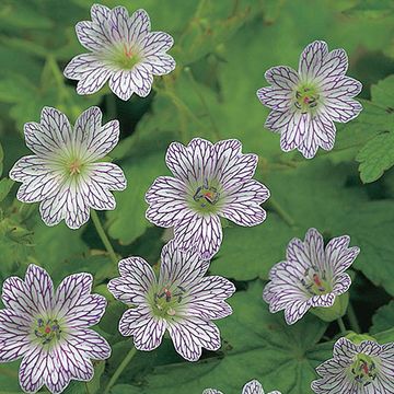 Geranium versicolor