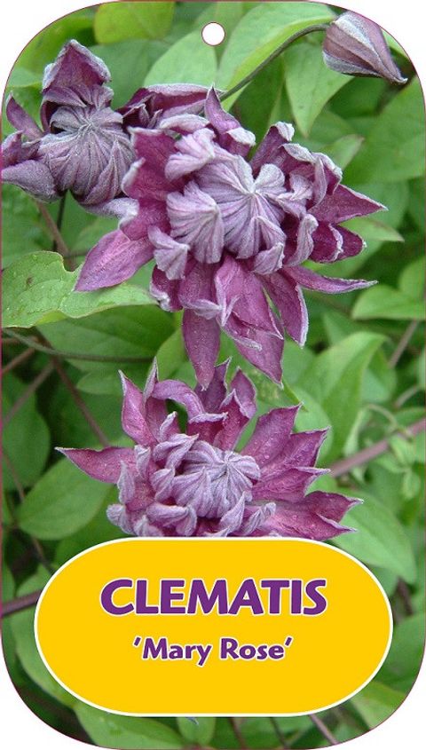 Clematis 'Mary Rose' (Vt)