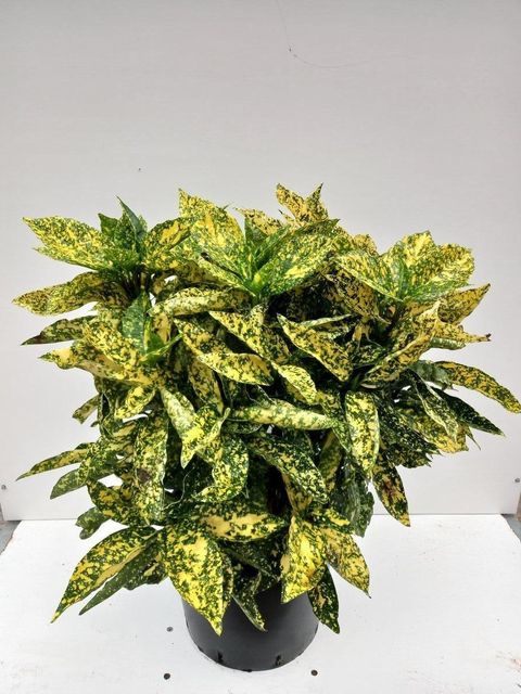 Aucuba japonica 'Crotonifolia'